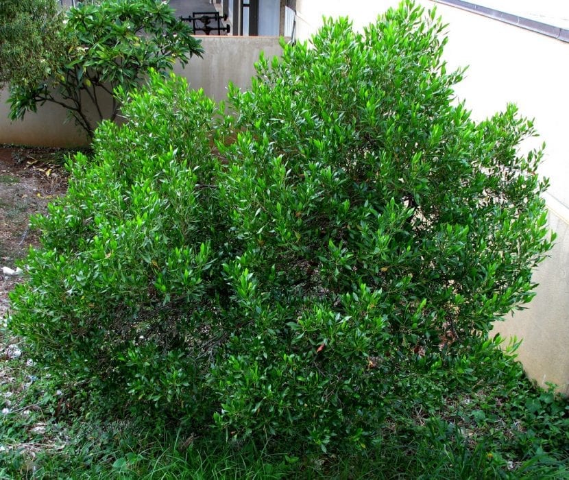 Arbusto de granadillo (Dodonaea viscosa) con follaje denso