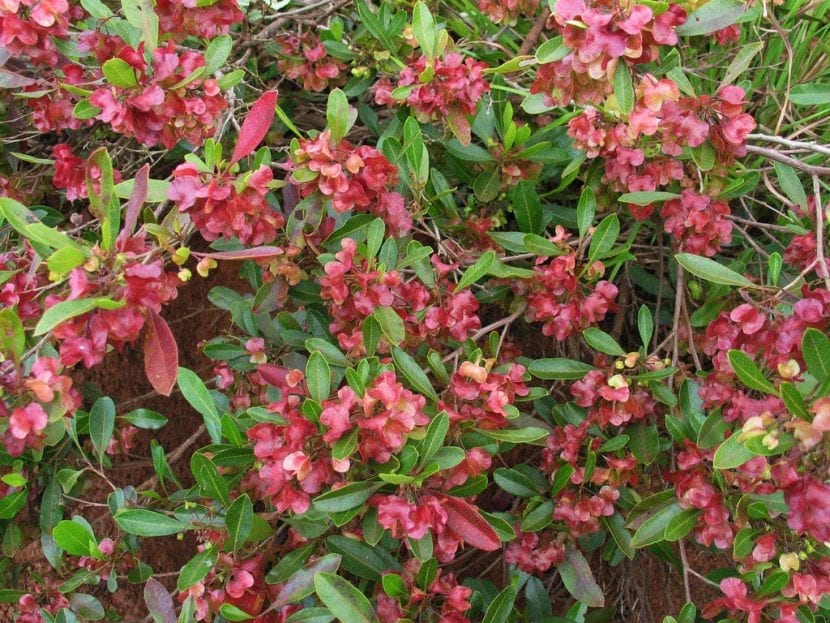 Frutos alados rosados del granadillo, Dodonaea viscosa