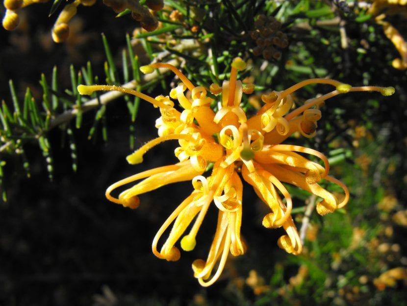 Flor de Grevillea juniperina con los estilos arqueados
