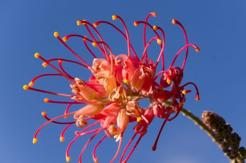 Flor de grevillea con los estilos curvados característicos