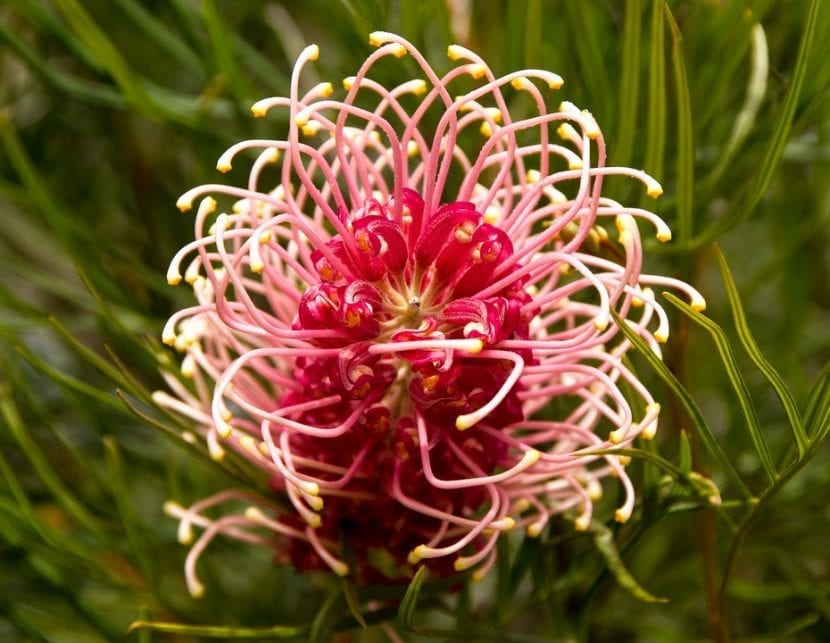 Arbusto de grevillea en flor