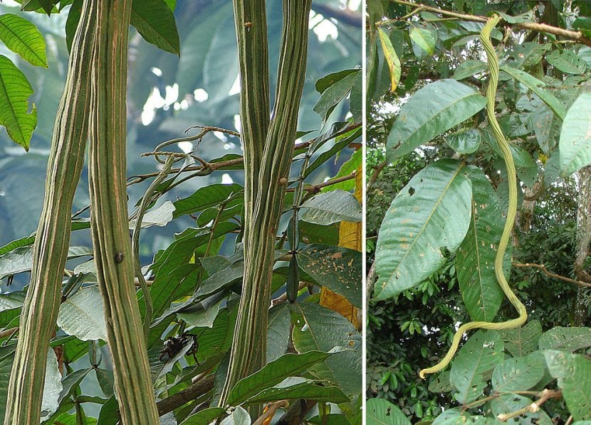 Frutos alargados de Inga edulis abiertos mostrando la pulpa blanca