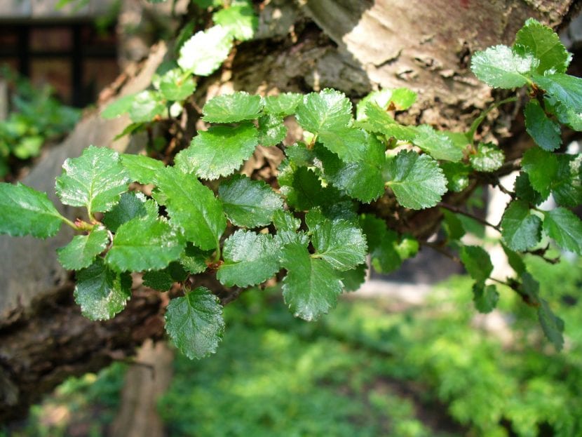Hojas pequeñas y crenadas de Nothofagus antarctica