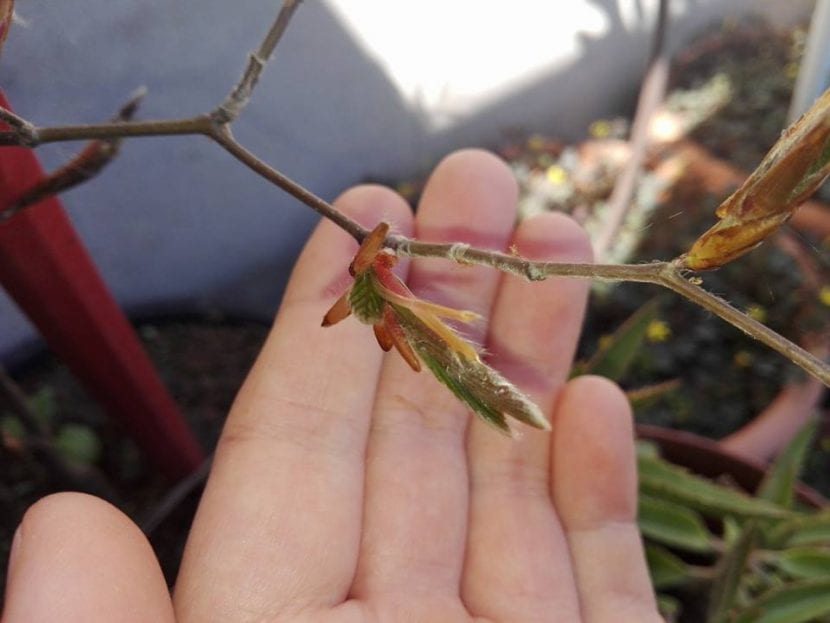 Brotación de primavera del haya púrpura con hojas rojas jóvenes