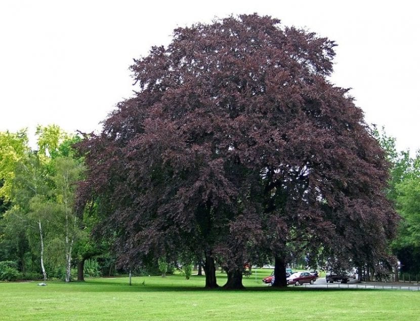 Haya de hoja roja, Fagus sylvatica atropurpurea, en un jardín