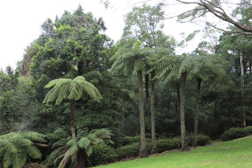 Tronco y frondes de Cyathea australis