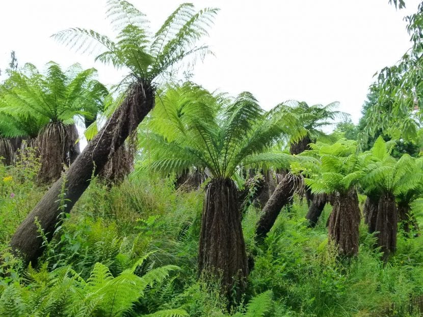 Ejemplar de Dicksonia antarctica con las frondes desplegadas