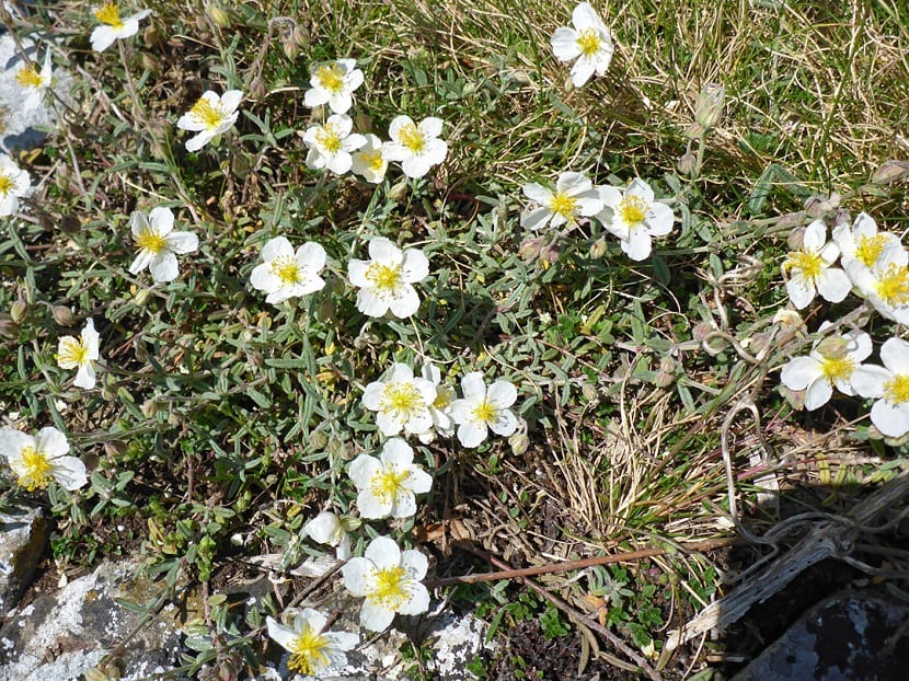 Mata de Helianthemum apenninum con pequeñas flores blancas abiertas