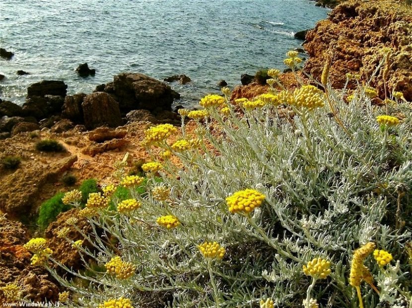 Helichrysum italicum creciendo cerca del mar, tolerante a la brisa marina