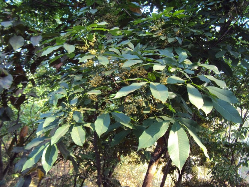 Ejemplar de Hevea brasiliensis en plantación
