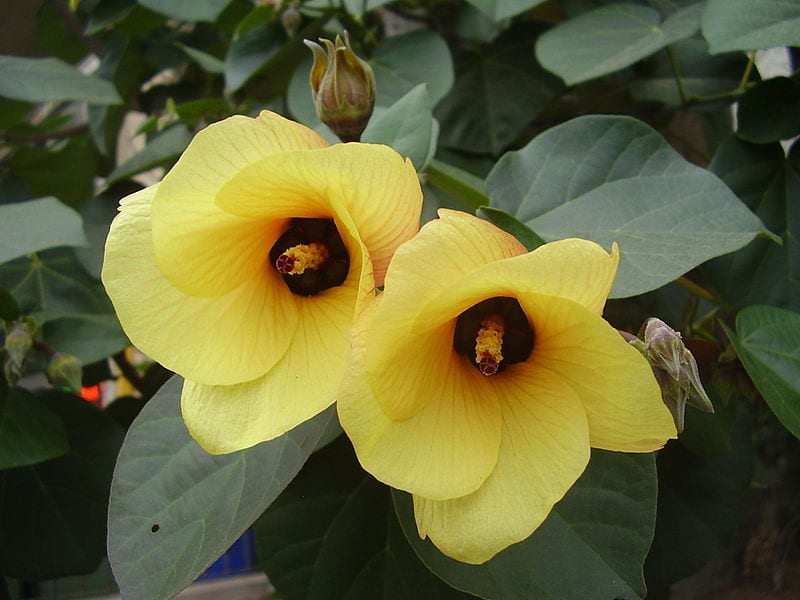 Flor de hibisco marítimo abierta en plato con la columna estaminal visible
