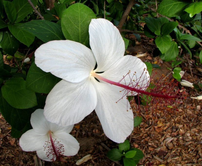 Flor blanca de Hibiscus arnottianus con la columna estaminal rosada sobresaliendo