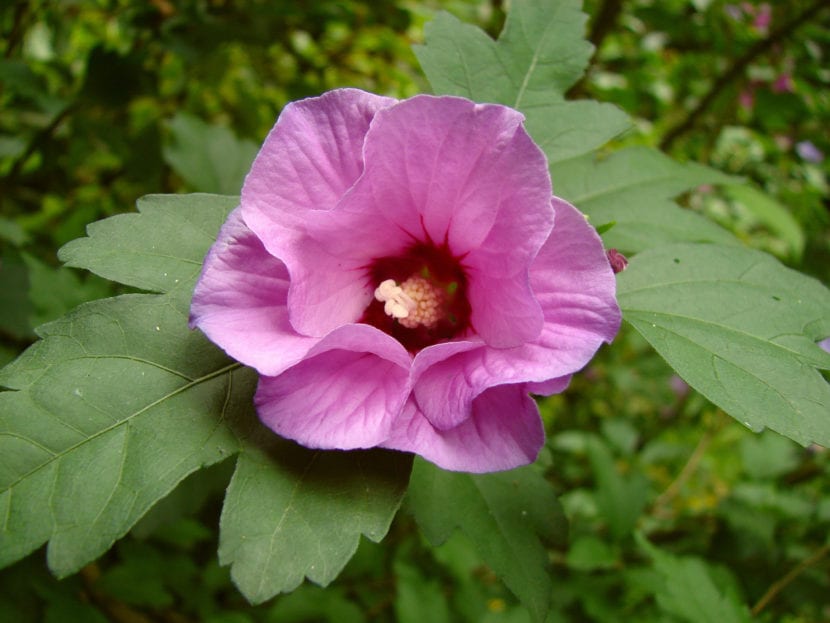 Arbusto de Hibiscus syriacus en flor