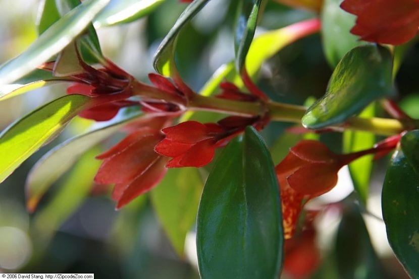 Detalle de las flores de Nematanthus Tropicana