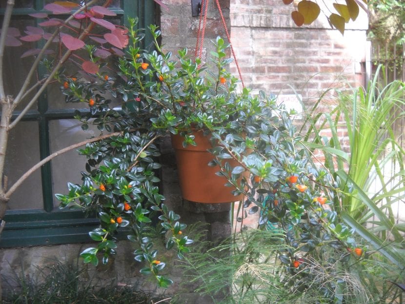 Hipocirta con sus flores naranjas en forma de pez