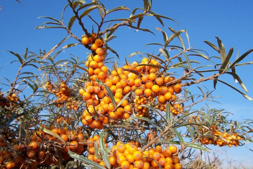 Arbusto de Hippophae rhamnoides cargado de frutos naranjas