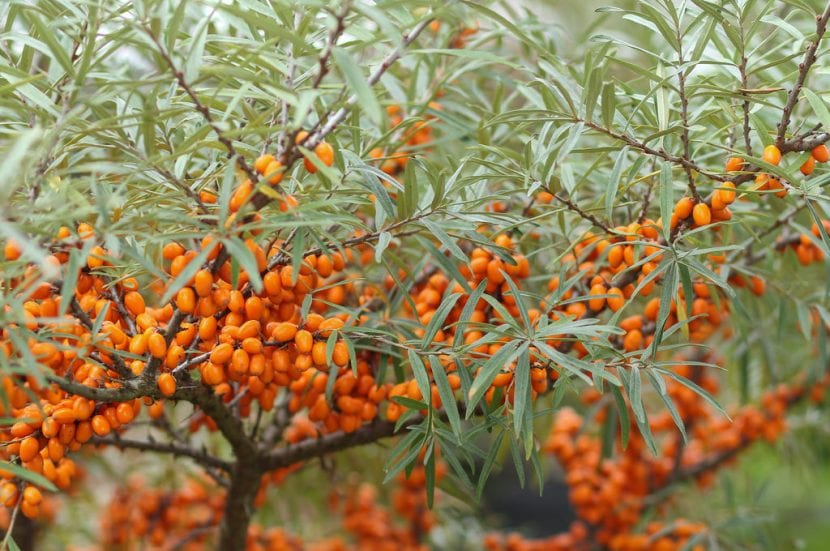 Frutos naranjas de espino amarillo apiñados en la rama