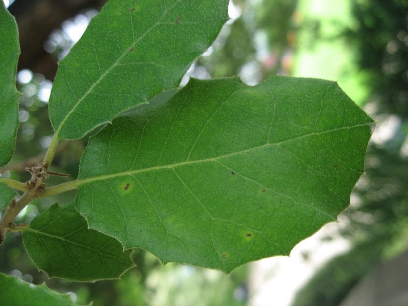 Ramas de encina con hojas coriáceas de envés grisáceo