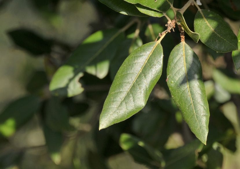 Hoja de encina con el haz verde oscuro y el borde con dientes espinosos