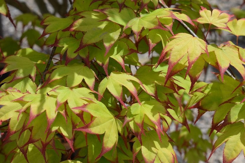 Acer palmatum con follaje sano en semisombra