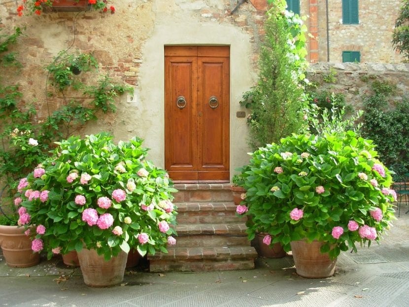 Arbusto de hortensia en flor