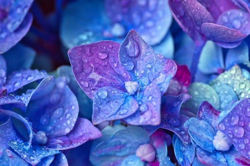 Flor de hortensia azul