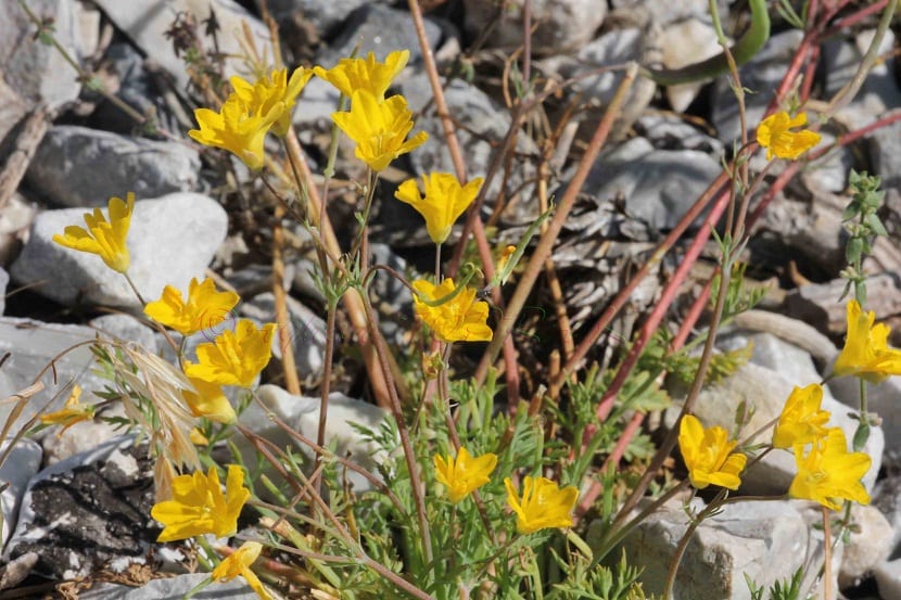 Mata tendida de Hypecoum procumbens con flores amarillas