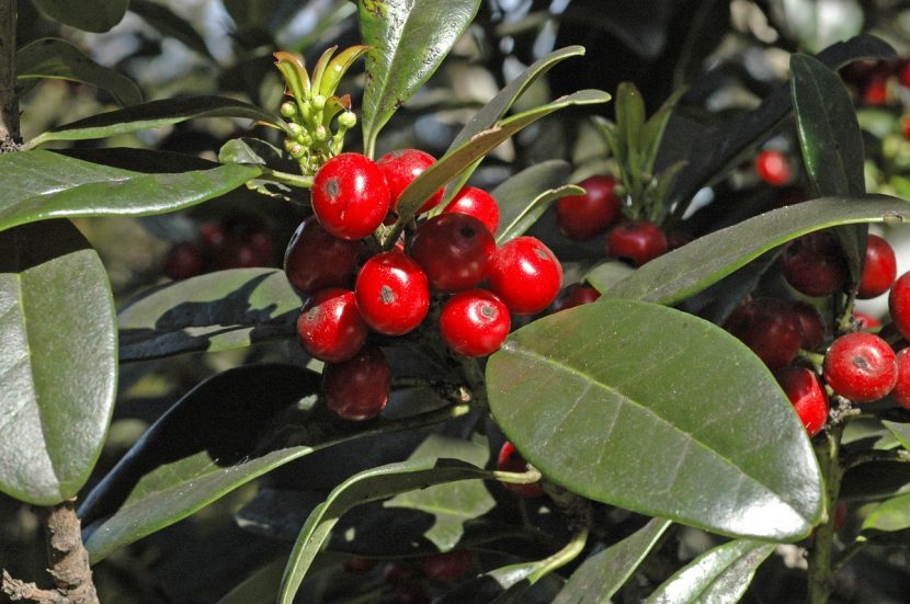 Acebiño cargado de frutos rojos en invierno