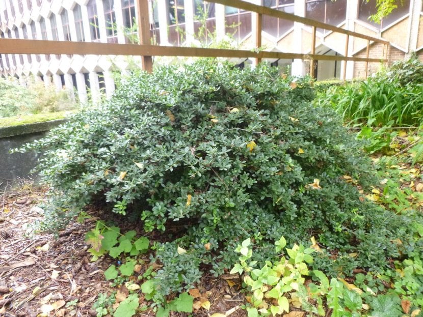 Arbusto de Ilex crenata recortado