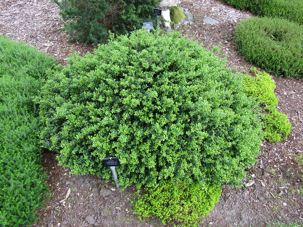 Ilex crenata: cuidados, cultivares y sustituto real del boj