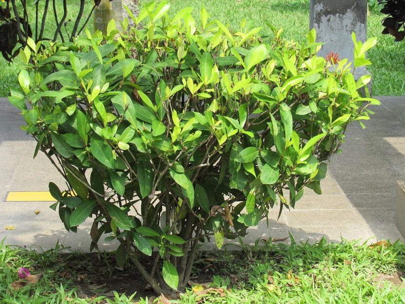 Ixora cultivada como seto bajo en jardín
