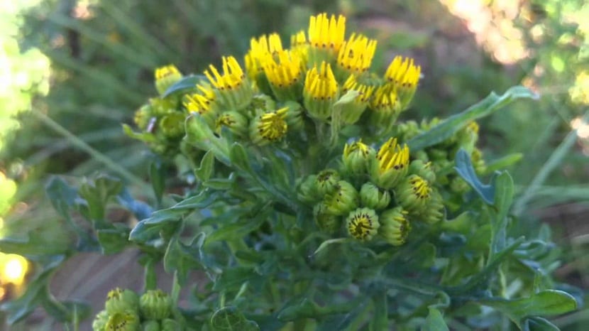 Mata de Jacobaea vulgaris con sus flores amarillas en corimbo