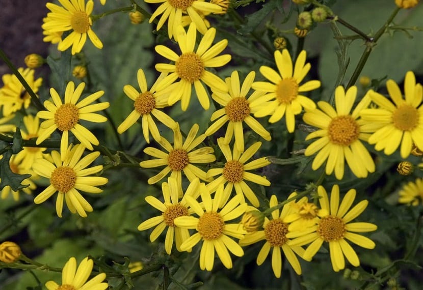 Flores amarillas de la hierba de Santiago en un prado silvestre