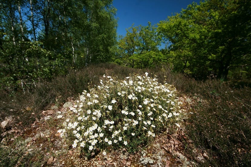 Arbusto de jaguarcillo lleno de pequeñas flores blancas