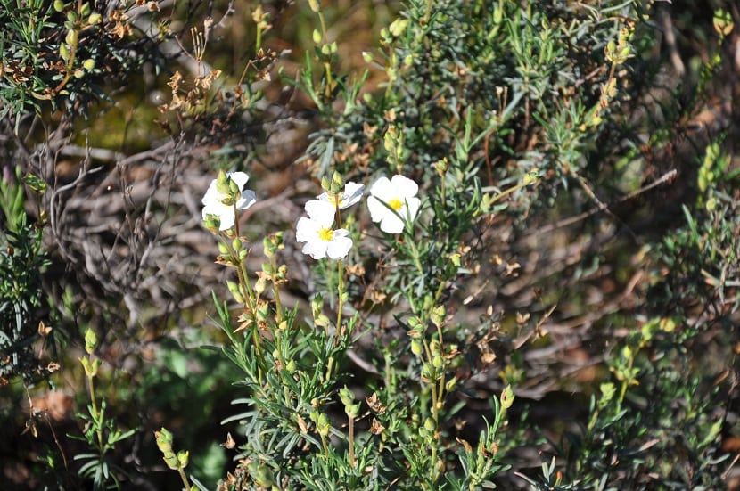Detalle de tres flores blancas de Halimium umbellatum junto a botones sin abrir