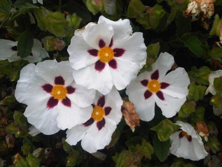 Mata de jara en flor en un jardín soleado