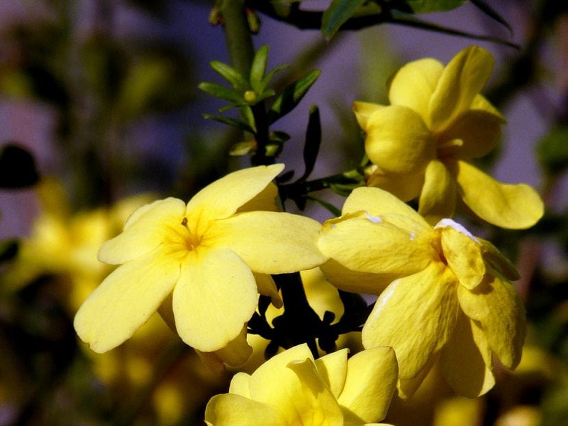 Jasminum nudiflorum en flor sobre ramas sin hojas