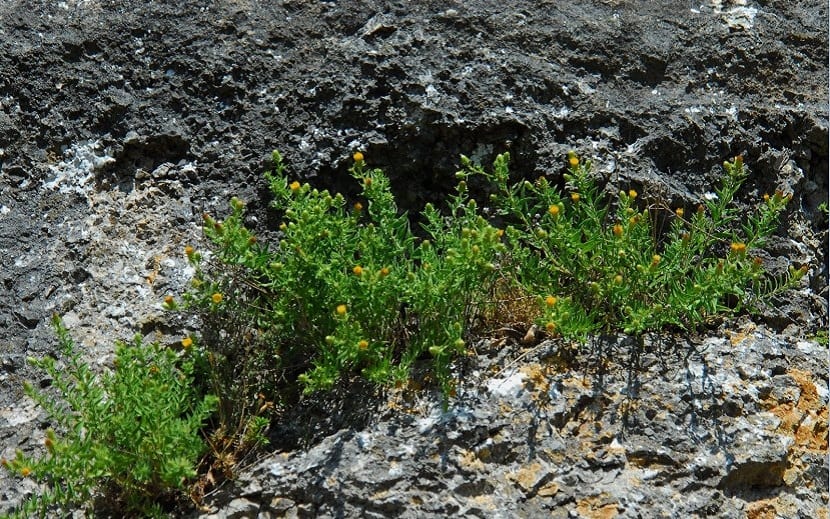 Mata de Jasonia glutinosa creciendo entre rocas