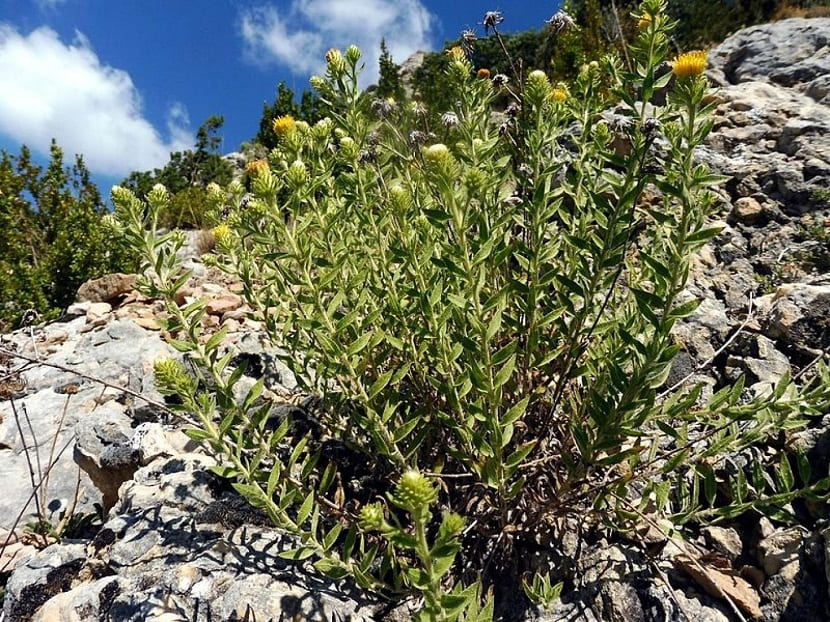 Jasonia glutinosa o té de roca: usos, recolección y cultivo