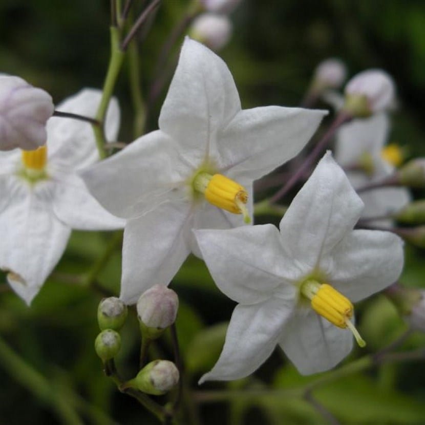 Falso jazmín cubriendo una estructura con racimos de flor