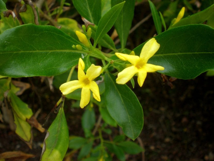 Mata de jazmín oloroso en cultivo