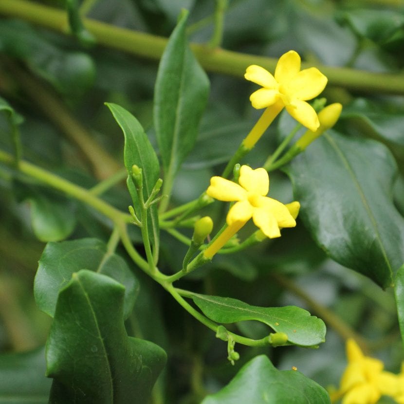 Flor amarilla de Jasminum odoratissimum