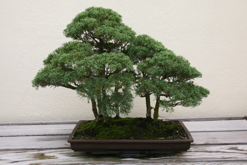 Bonsái de Juniperus chinensis con madera muerta en el tronco