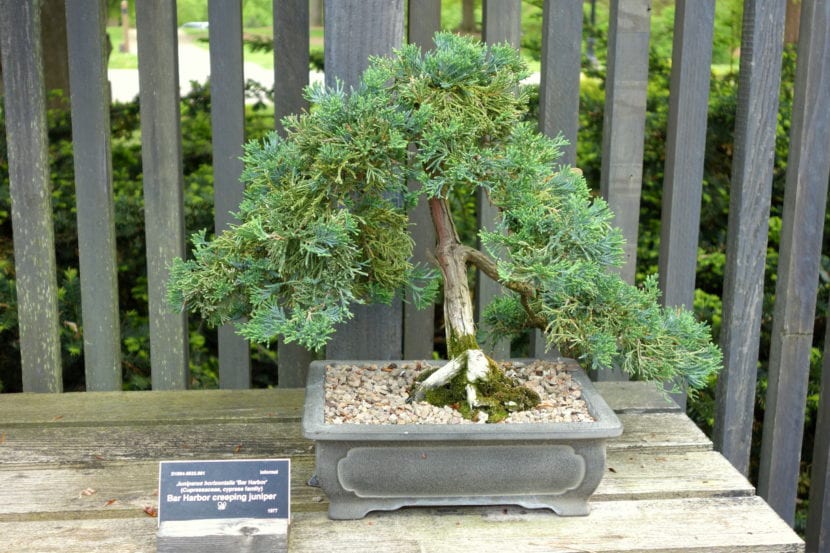 Ejemplar de Juniperus horizontalis trabajado como bonsái