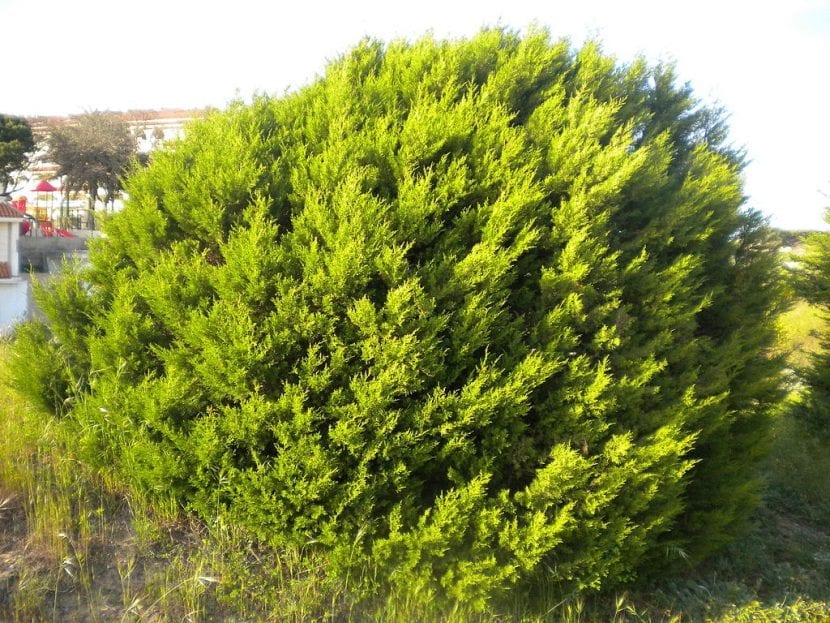 Detalle de las hojas escuamiformes y los gálbulos de Juniperus phoenicea subsp. turbinata