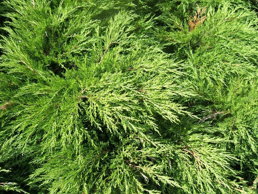 Mata de Juniperus sabina con follaje escamoso