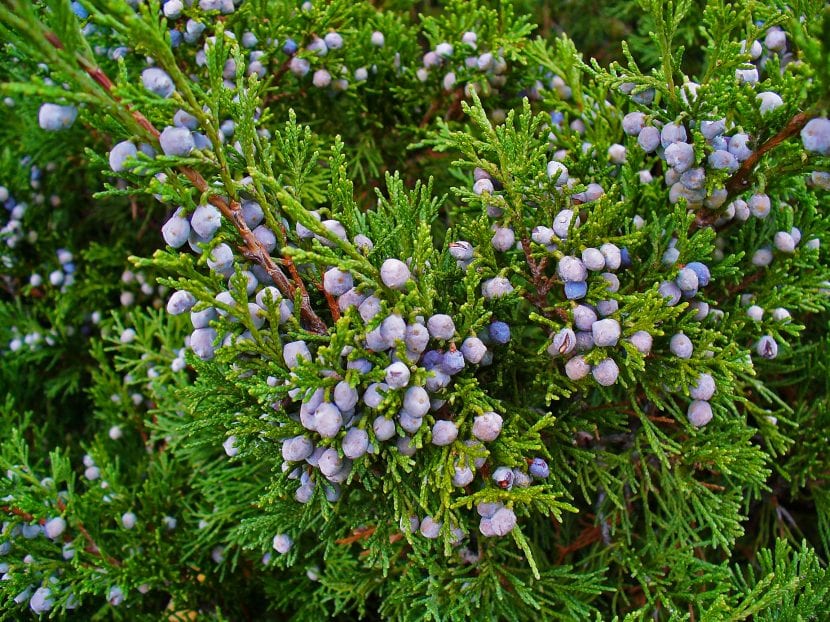 Gálbulos azulados de Juniperus sabina