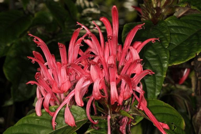 Inflorescencia rosa en penacho de Justicia carnea