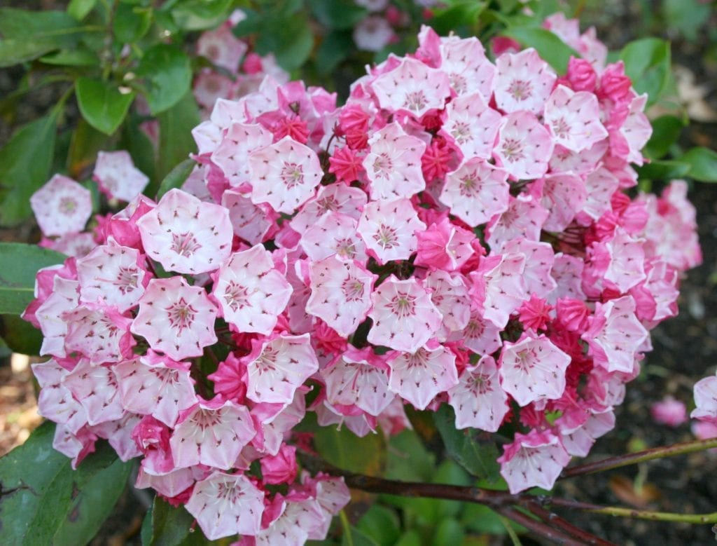 Ejemplar de Kalmia latifolia en plena floración