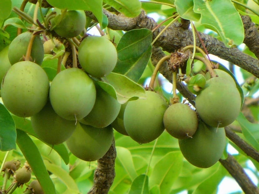 Frutos verdes de karité colgando de las ramas del árbol